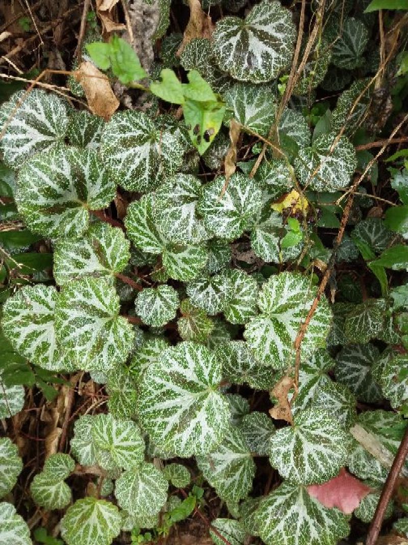虎耳草全草