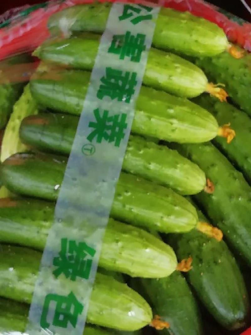 秋黄瓜鲜花带刺18公分以下