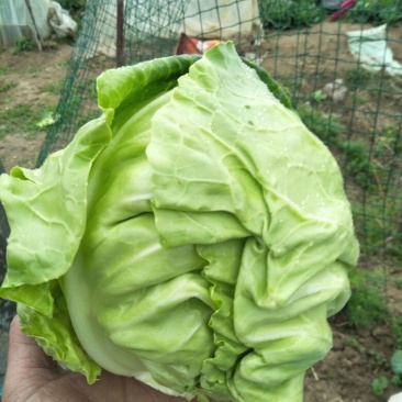 甘蓝新鲜包心菜卷心菜绿白菜农家蔬菜4-7斤1~2公斤精品