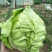 甘蓝新鲜包心菜卷心菜绿白菜农家蔬菜4-7斤1~2公斤精品