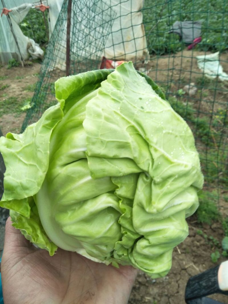甘蓝新鲜包心菜卷心菜绿白菜农家蔬菜4-7斤1~2公斤精品