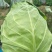甘蓝新鲜包心菜卷心菜绿白菜农家蔬菜4-7斤1~2公斤精品