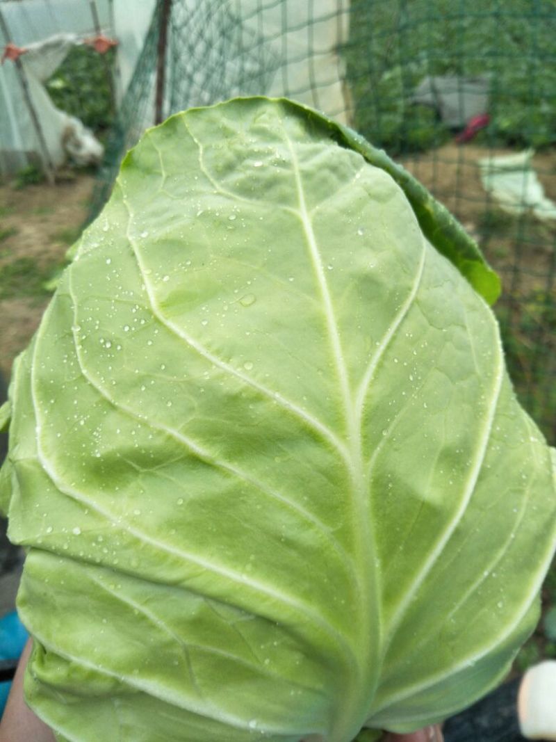 甘蓝新鲜包心菜卷心菜绿白菜农家蔬菜4-7斤1~2公斤精品