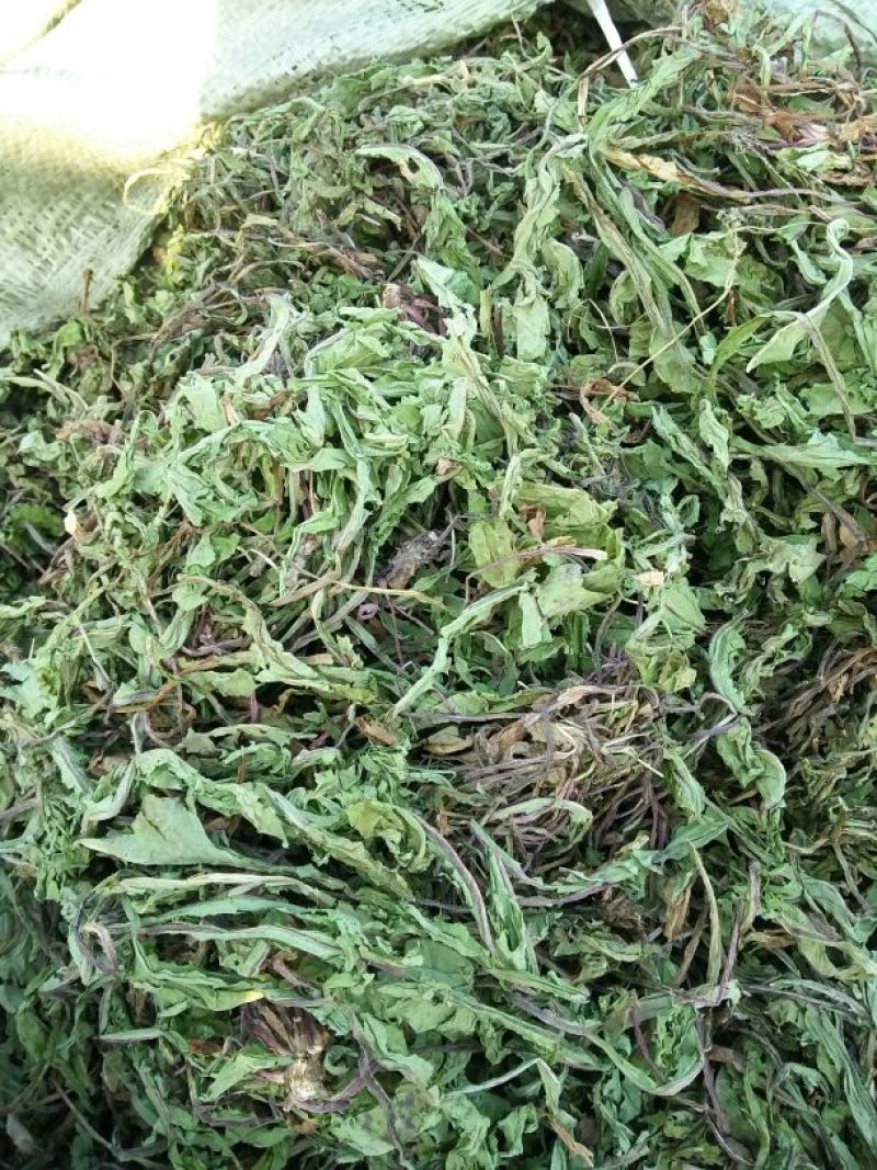 蒲公英6~10cm