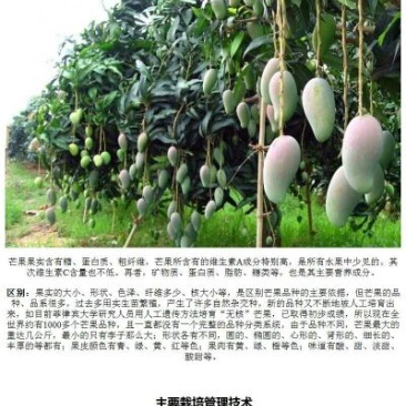 芒果苗，金皇芒果苗，桂七芒，贵妃芒，台农，凯特，