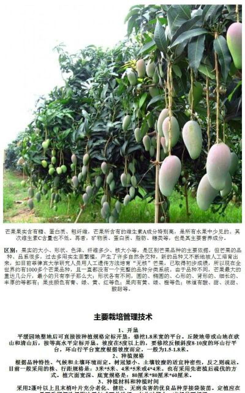 芒果苗，金皇芒果苗，桂七芒，贵妃芒，台农，凯特，