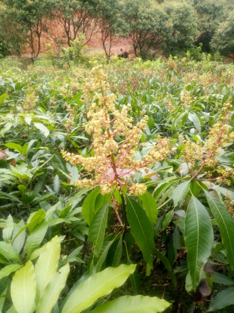 芒果苗，金皇芒果苗，桂七芒，贵妃芒，台农，凯特，