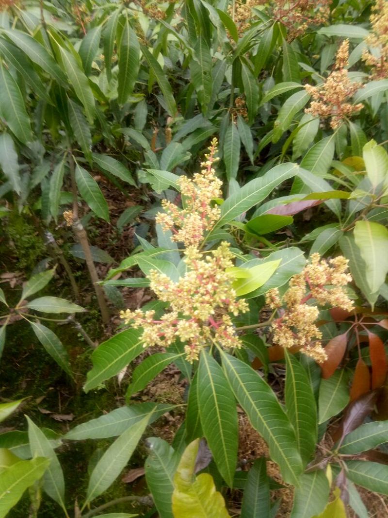 芒果苗，金皇芒果苗，桂七芒，贵妃芒，台农，凯特，