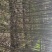 碧根果苗100~150cm2~3年