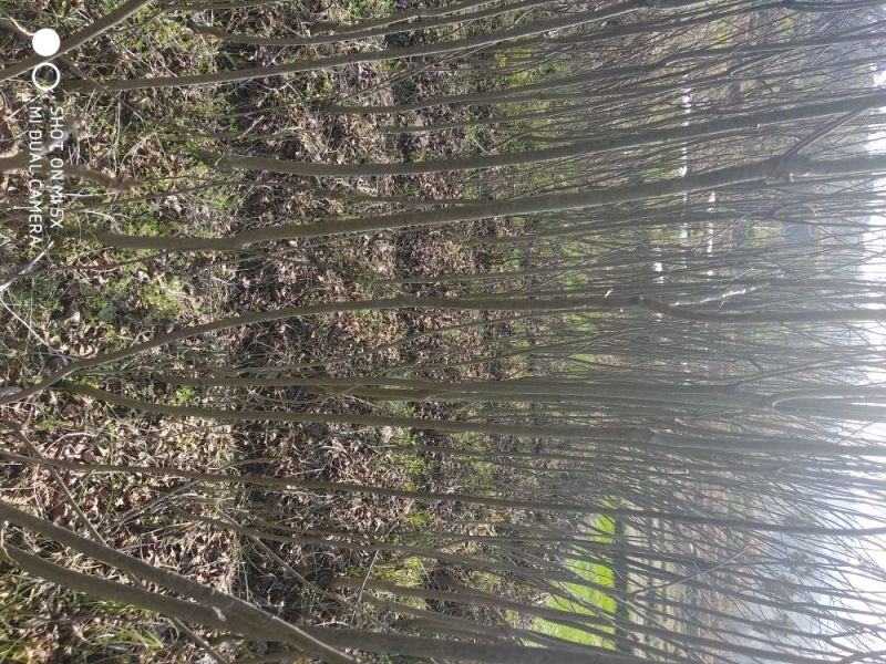 碧根果苗100~150cm2~3年