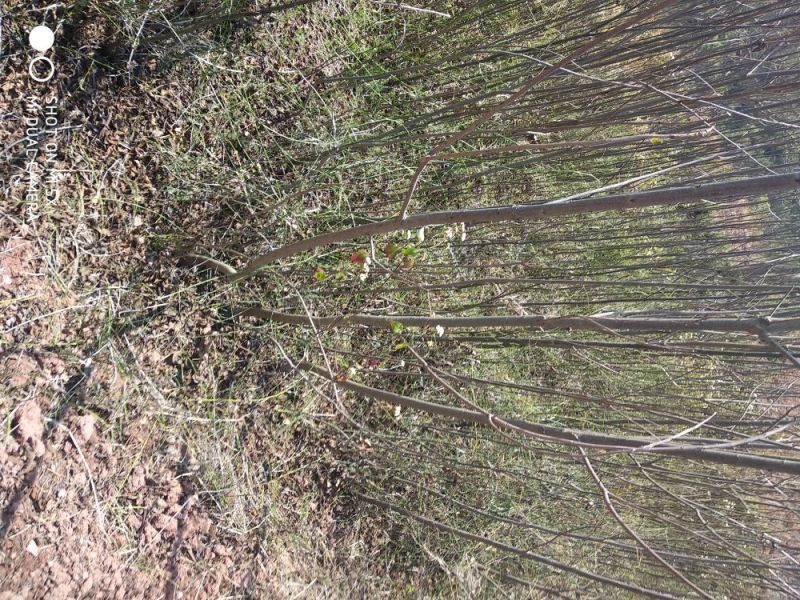 碧根果苗100~150cm2~3年