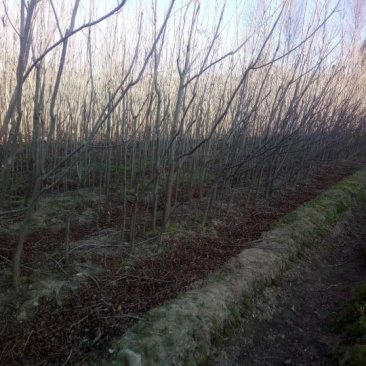 碧根果苗100~150cm2~3年