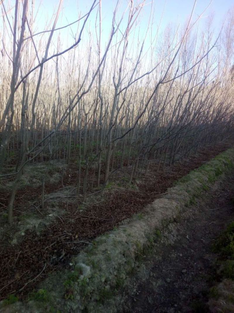 碧根果苗100~150cm2~3年