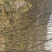 碧根果苗100~150cm2~3年