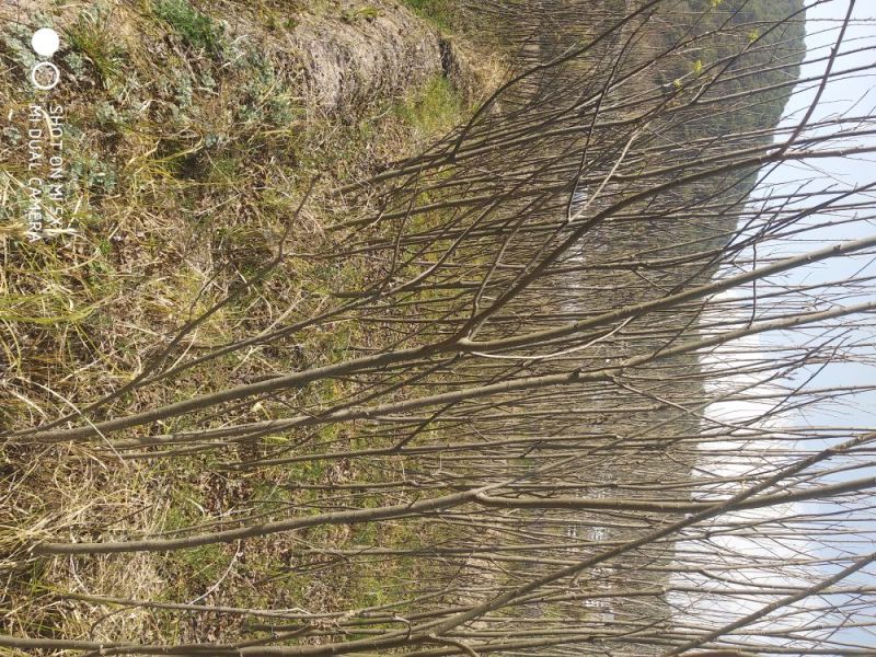 碧根果苗100~150cm2~3年