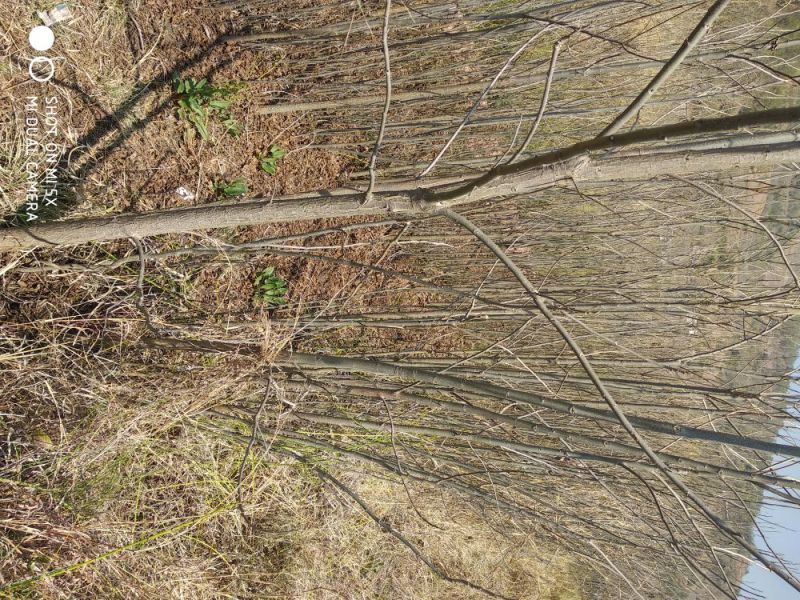 碧根果苗100~150cm2~3年