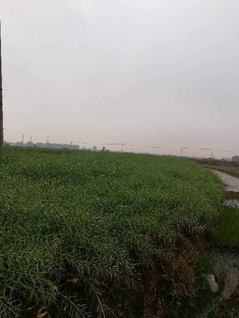甘蓝型油菜籽1级