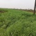 甘蓝型油菜籽1级