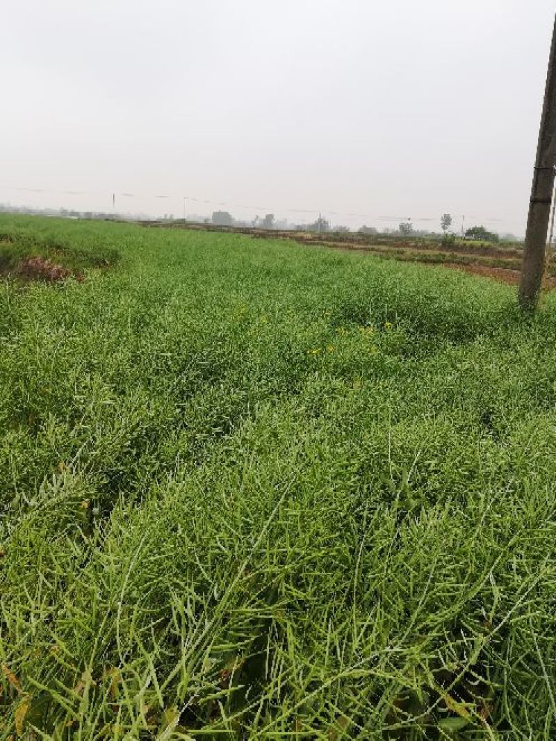 甘蓝型油菜籽1级