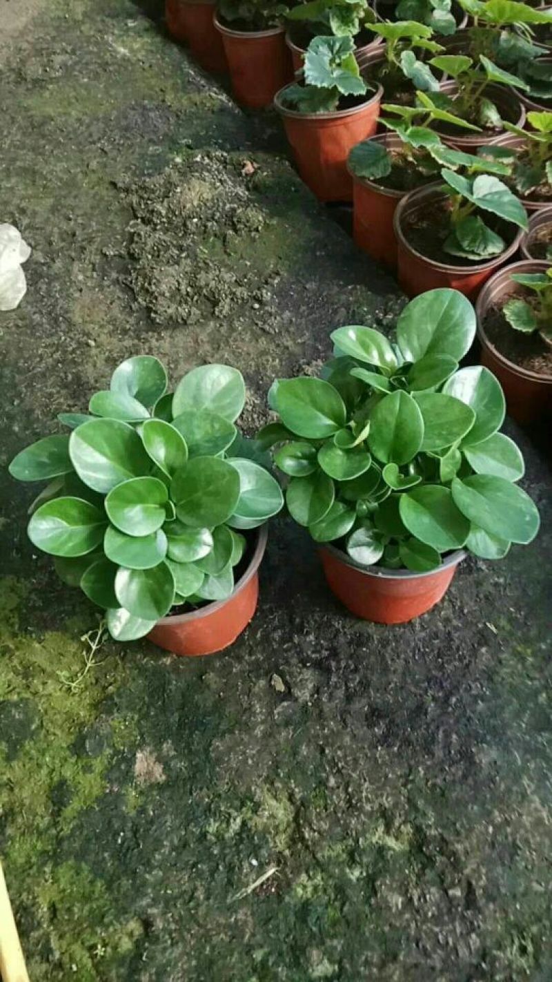 豆瓣绿