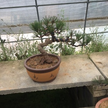 黑松盆景含盆