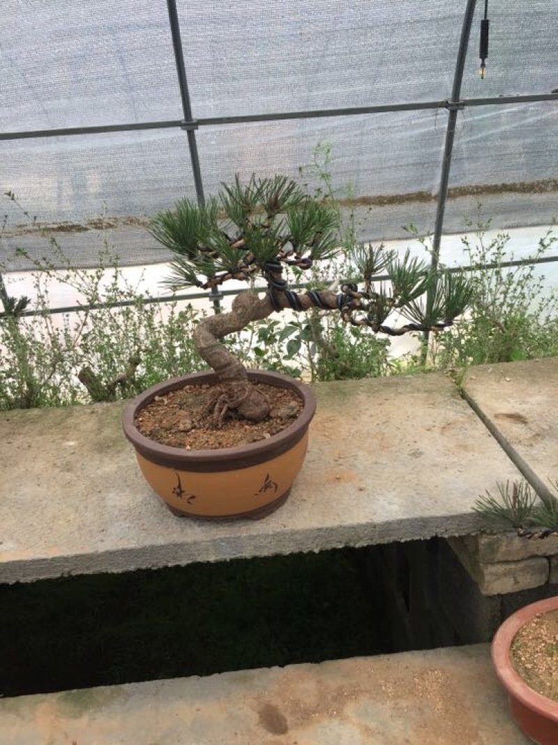 黑松盆景含盆