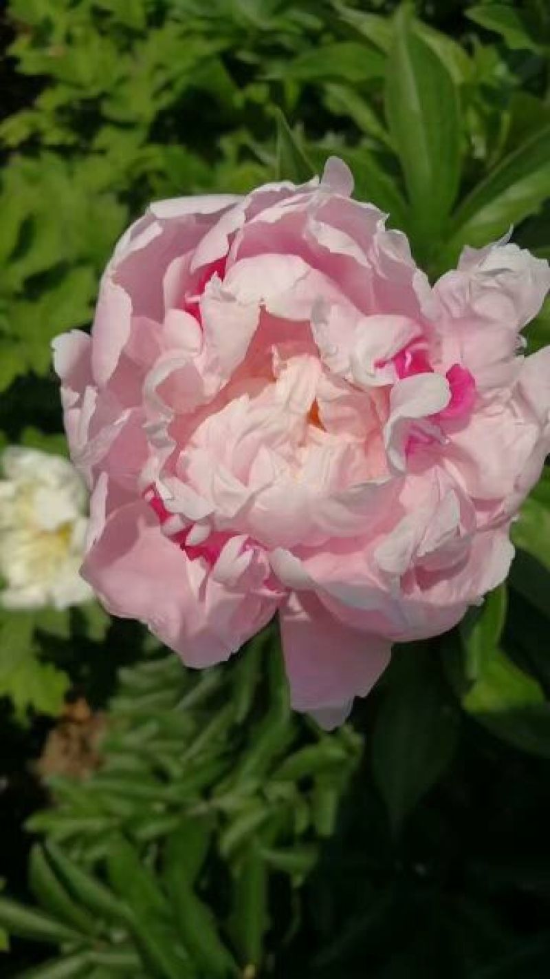 芍药菏泽观赏芍药，色系齐全，芍药鲜切花