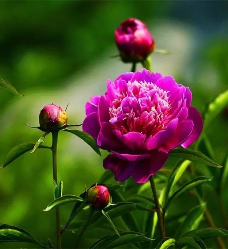 芍药菏泽观赏芍药，色系齐全，芍药鲜切花