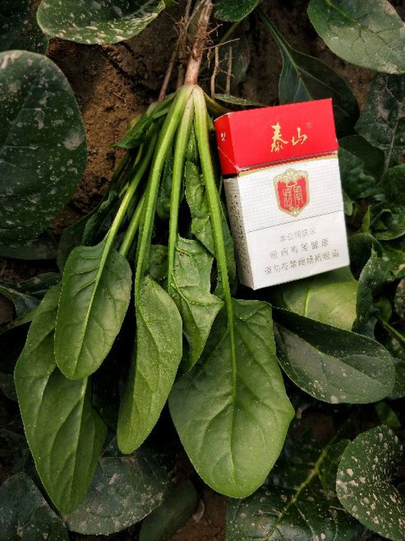 菠菜15~20厘米