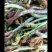 蕨菜