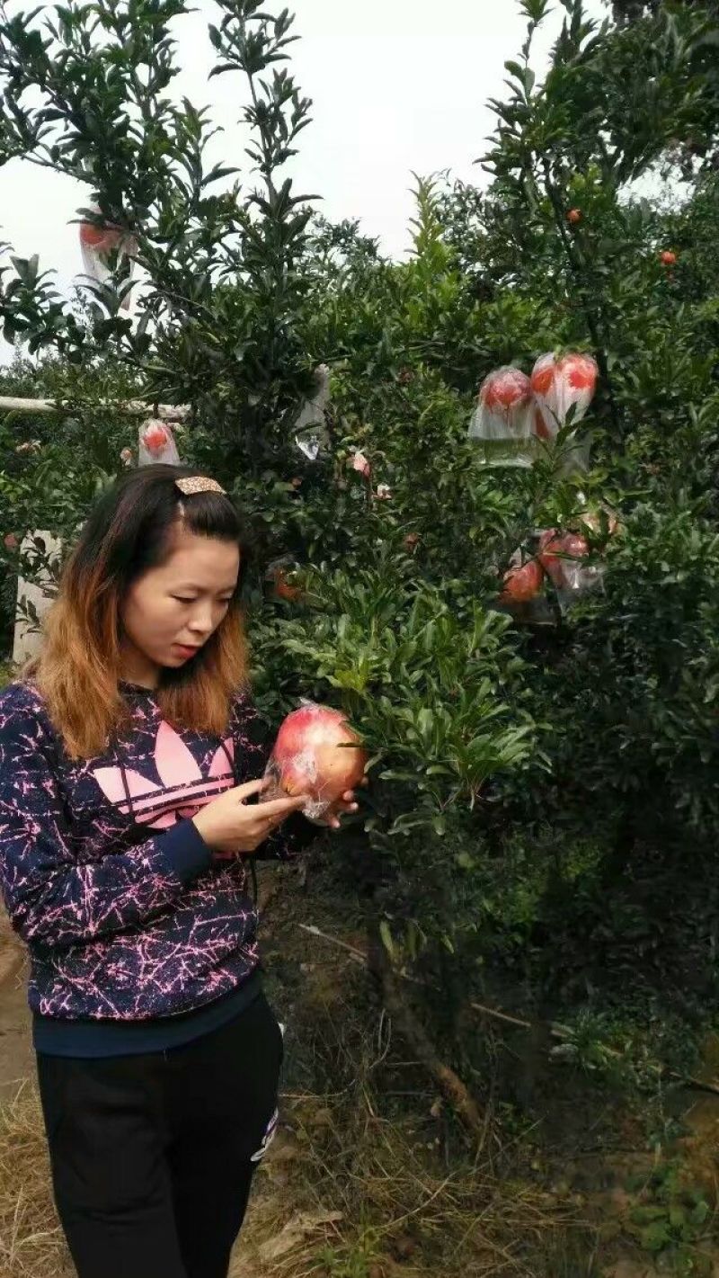 临潼石榴3两~5两