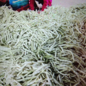 白不老20cm以上