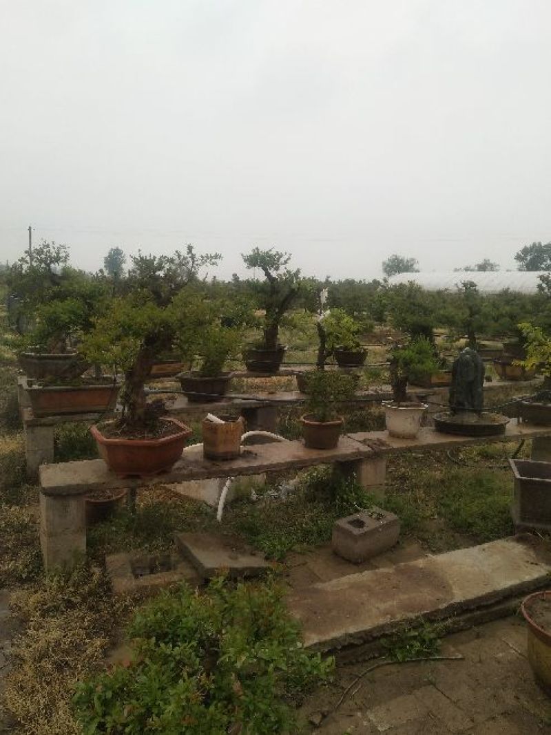 石榴树盆景10~20cm