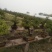 石榴树盆景10~20cm