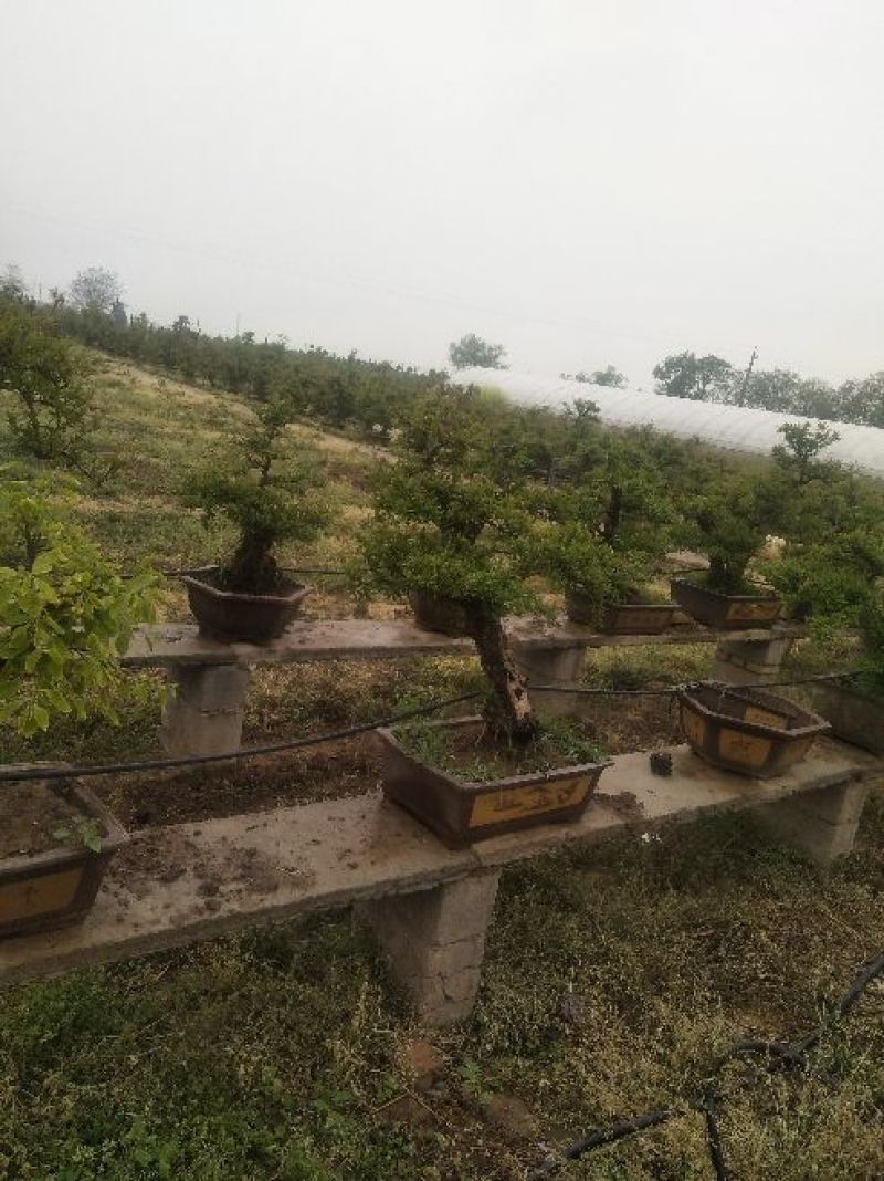 石榴树盆景10~20cm