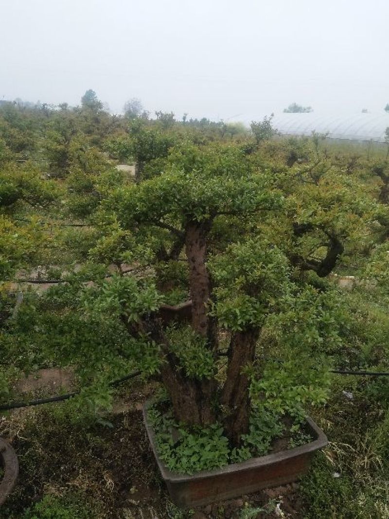 石榴树盆景10~20cm