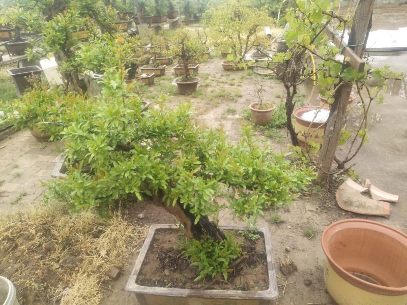 石榴树盆景10~20cm