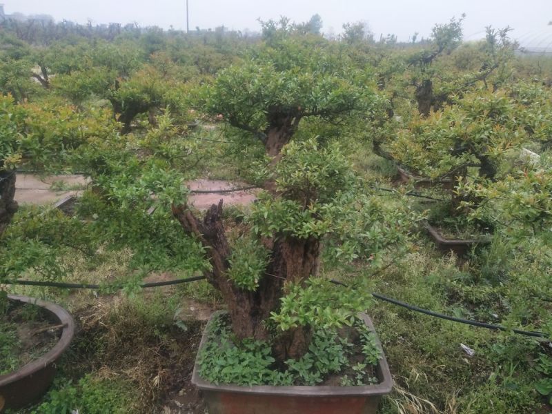 石榴树盆景10~20cm