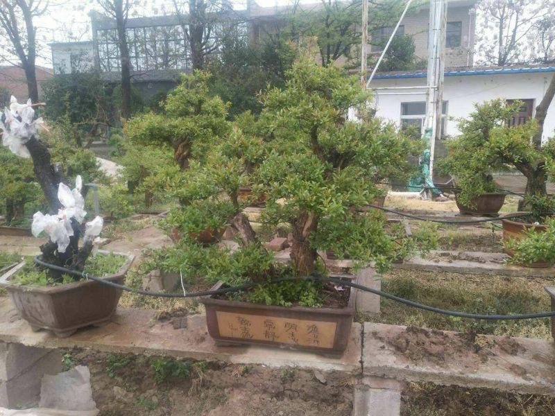 石榴树盆景10~20cm