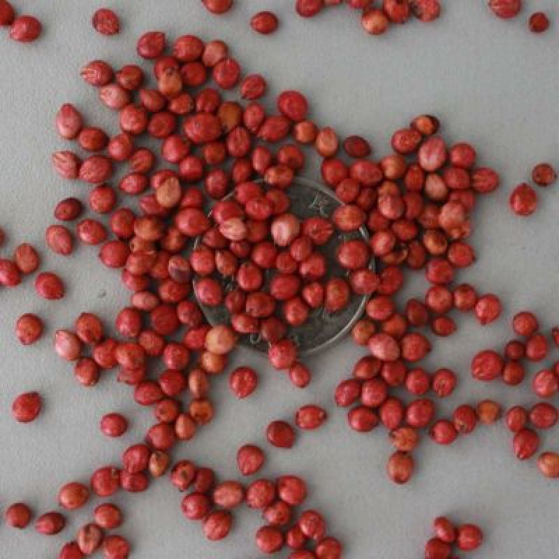 高丹草种子牧草种子家禽牲畜喜食6斤/亩