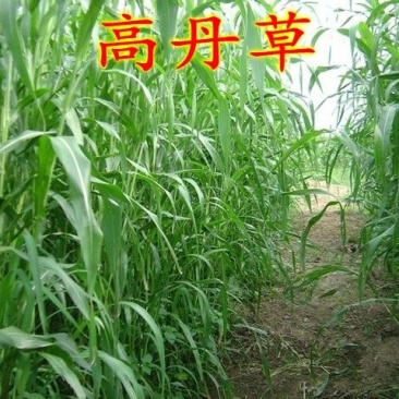 高丹草种子牧草种子家禽牲畜喜食6斤/亩