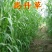 高丹草种子牧草种子家禽牲畜喜食6斤/亩