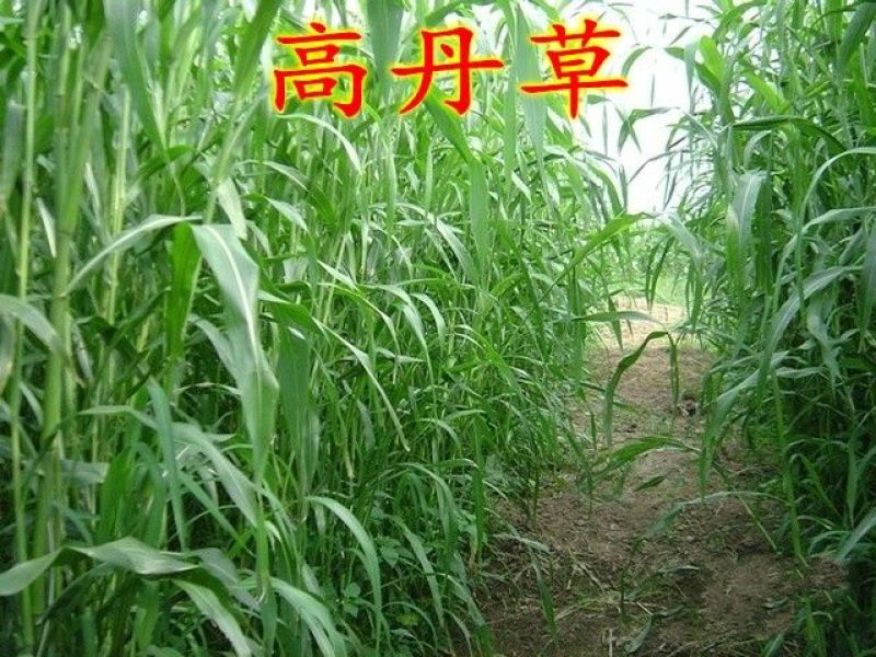 高丹草种子牧草种子家禽牲畜喜食6斤/亩
