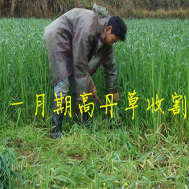 高丹草种子牧草种子家禽牲畜喜食6斤/亩