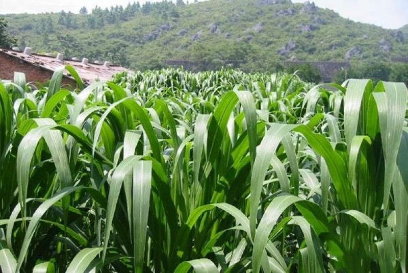 高丹草种子牧草种子家禽牲畜喜食6斤/亩