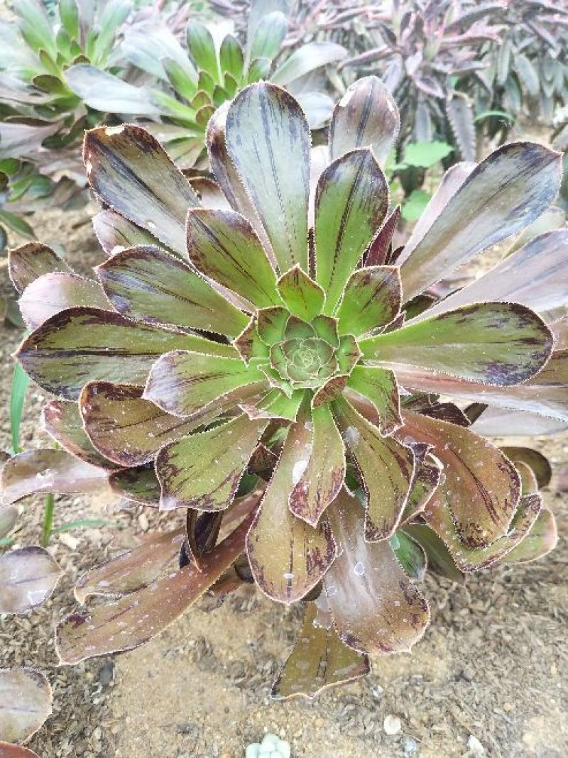 多肉植物不含盆