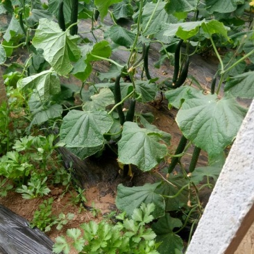 密刺黄瓜干花带刺22~25公分