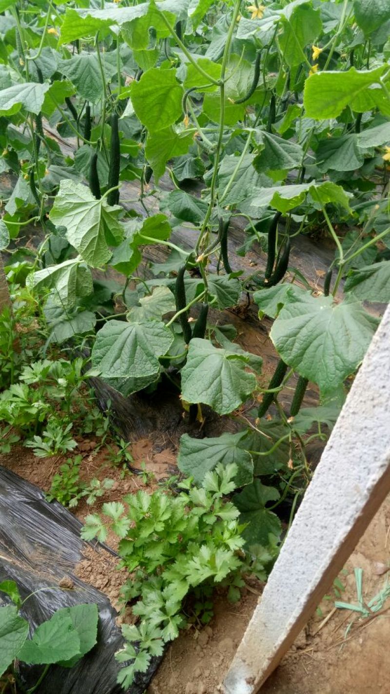 密刺黄瓜干花带刺22~25公分