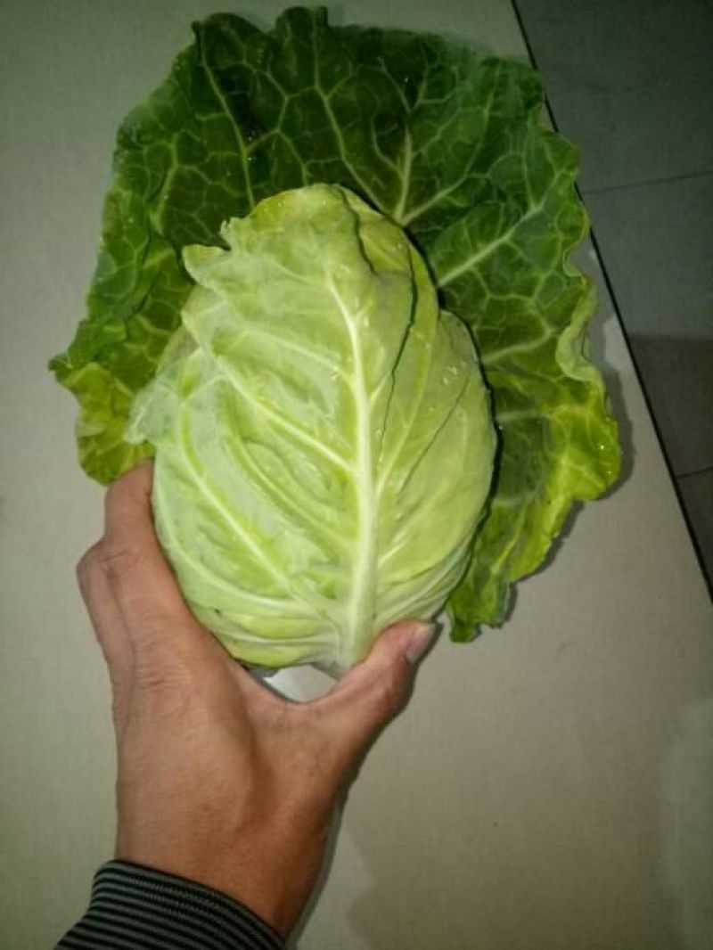牛心甘蓝规格齐全一手货源全国代销