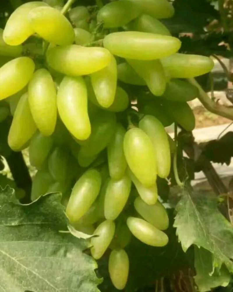 饶阳金手指葡萄-规格齐全产地直销-质量供应保障欢迎选购